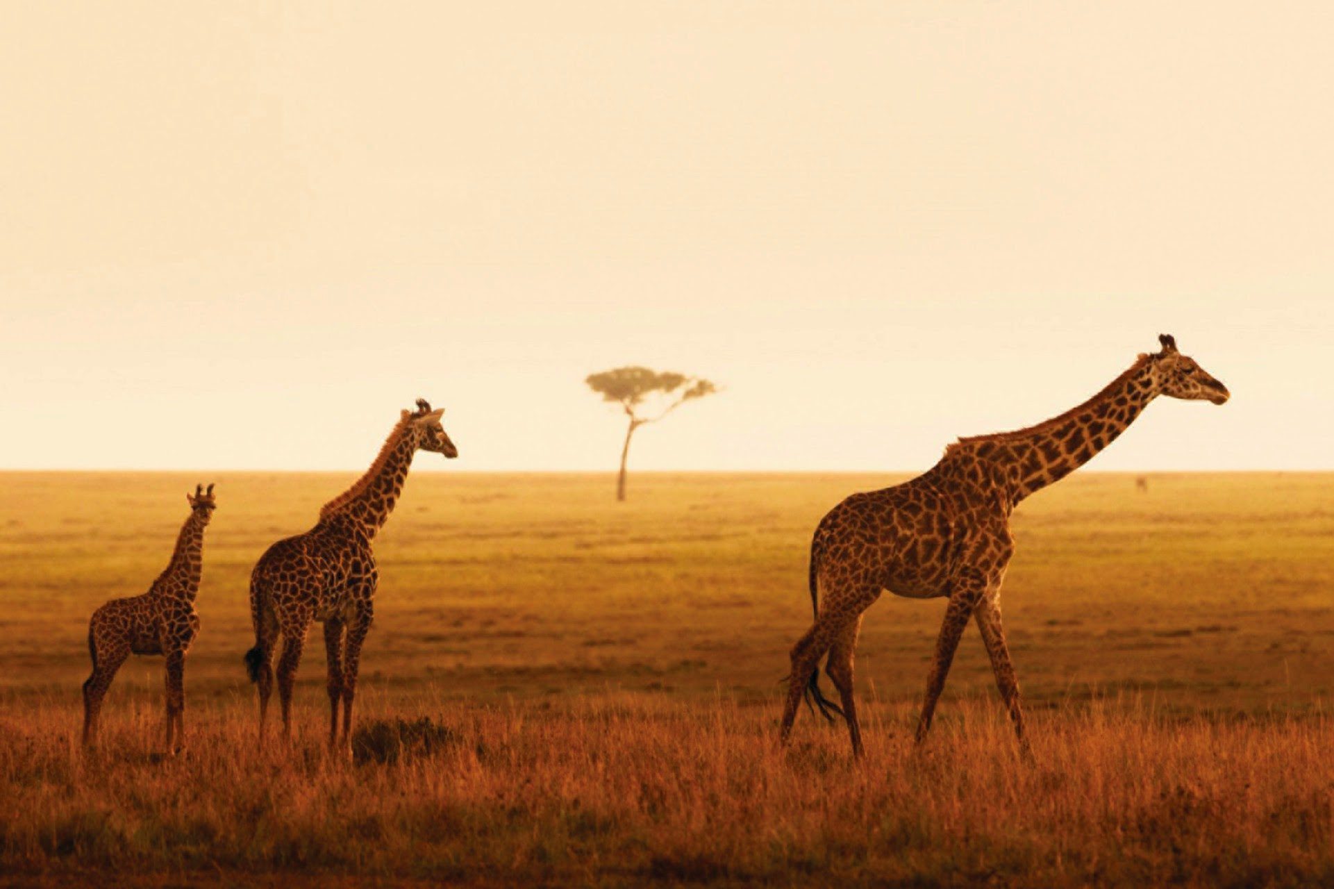 Four Seasons Safari Lodge Serengeti