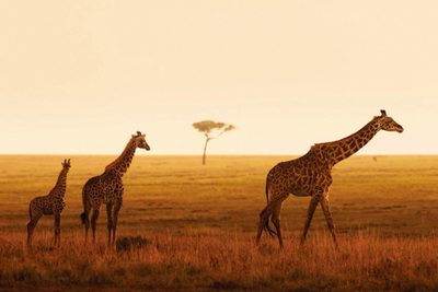 Four Seasons Safari Lodge Serengeti